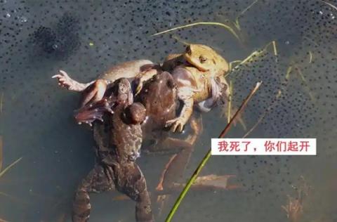 为避免被同性骚扰 雄蟾蜍主动变黄了(图7)