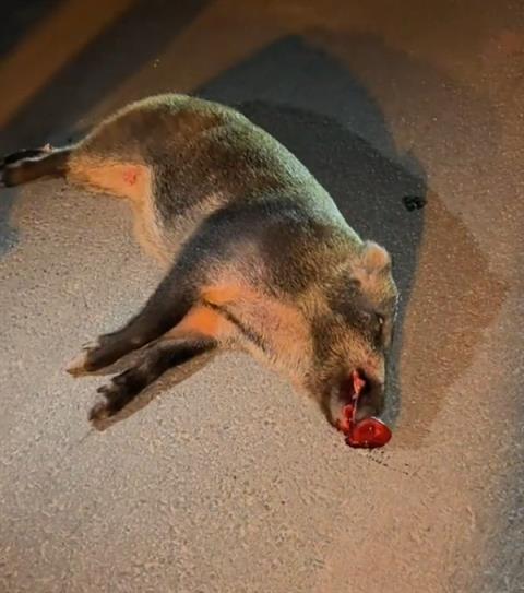 特斯拉撞死闯国道野猪:车主被判全责 行车记录仪视频曝光(图2)