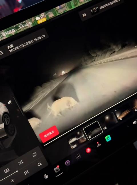 特斯拉撞死闯国道野猪:车主被判全责 行车记录仪视频曝光(图3)