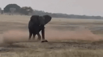 “平头哥”挑战两只老虎！为何蜜獾无所畏惧 它的战力究竟咋样(图2)