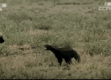 “平头哥”挑战两只老虎！为何蜜獾无所畏惧 它的战力究竟咋样(图4)