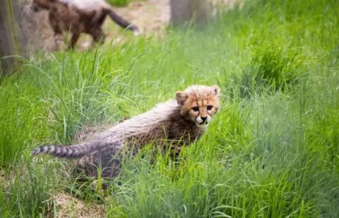“平头哥”挑战两只老虎！为何蜜獾无所畏惧 它的战力究竟咋样(图6)