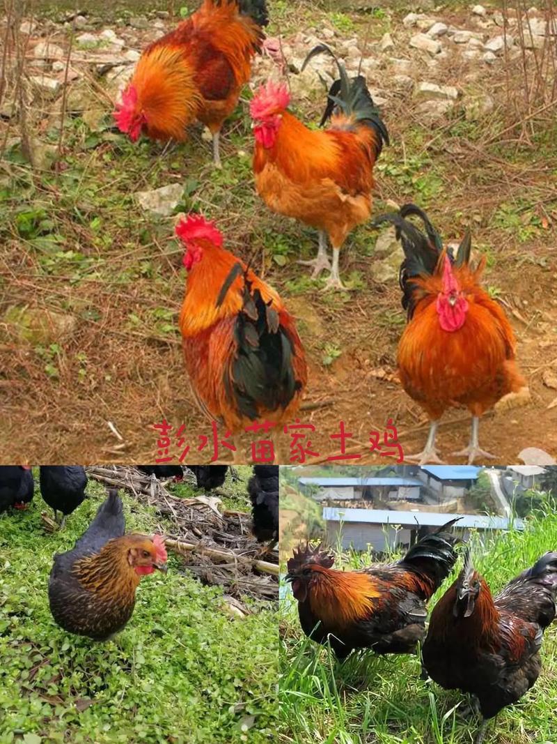 彭水属于哪个地级市？彭水属于哪个地方