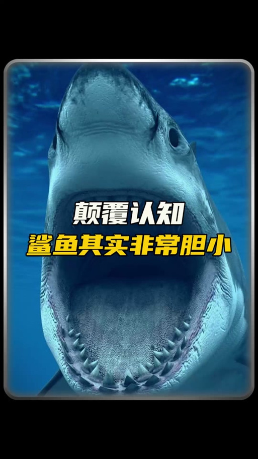 鲨鱼害怕什么样的鱼?鲨鱼怕哪种动物