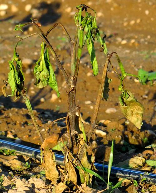 辣椒树冬天会死吗？辣椒树冬天会死吗图片