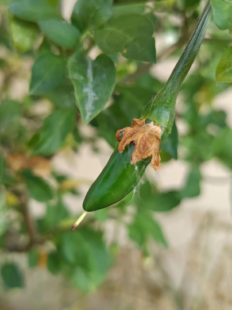 辣椒树冬天会死吗?辣椒树冬天会死吗图片