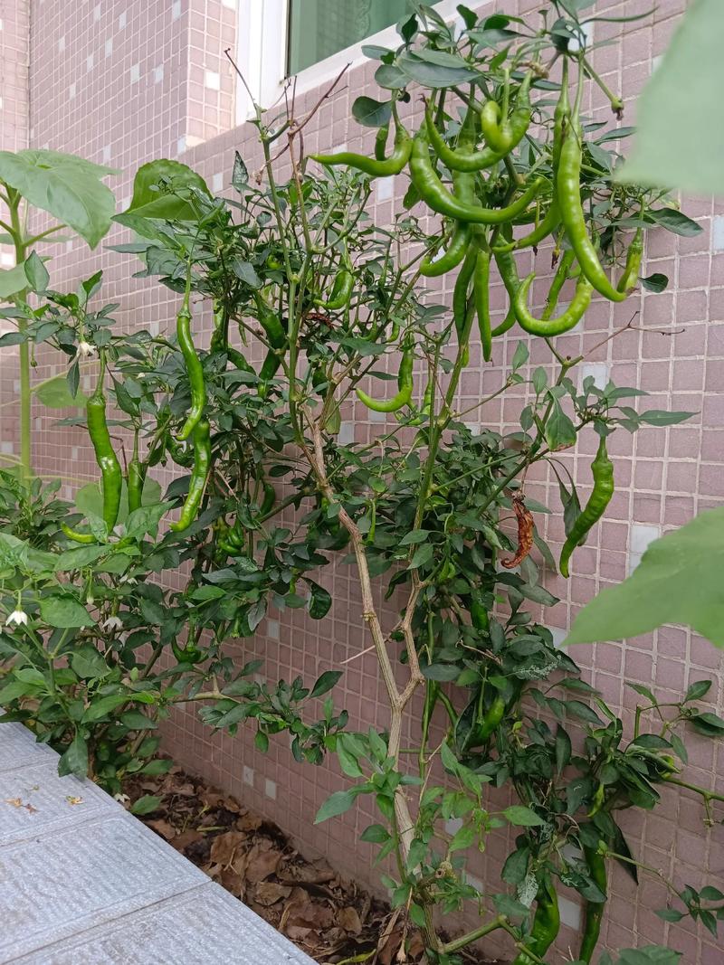 辣椒树冬天会死吗?辣椒树冬天会死吗图片