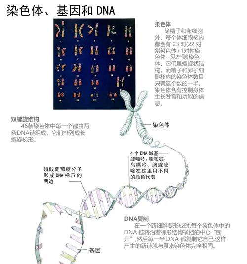 野生型基因是什么？野生型基因会遗传癌吗