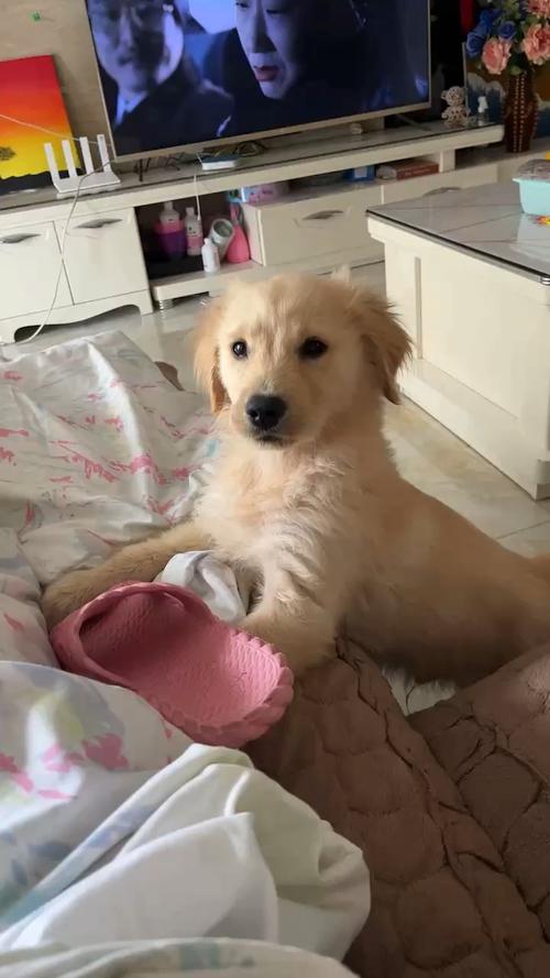 金毛为什么不长肉了?金毛为什么不长肉了怎么回事