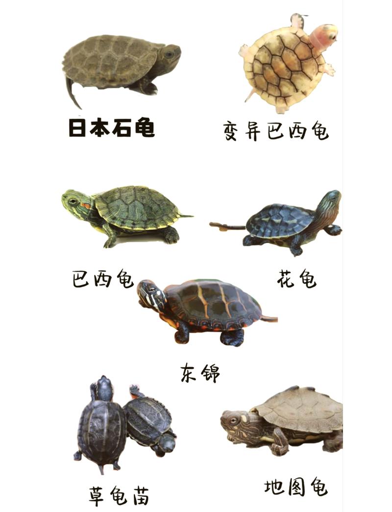 怎么分辨巴西龟的年龄图解？怎样判断巴西龟的年龄