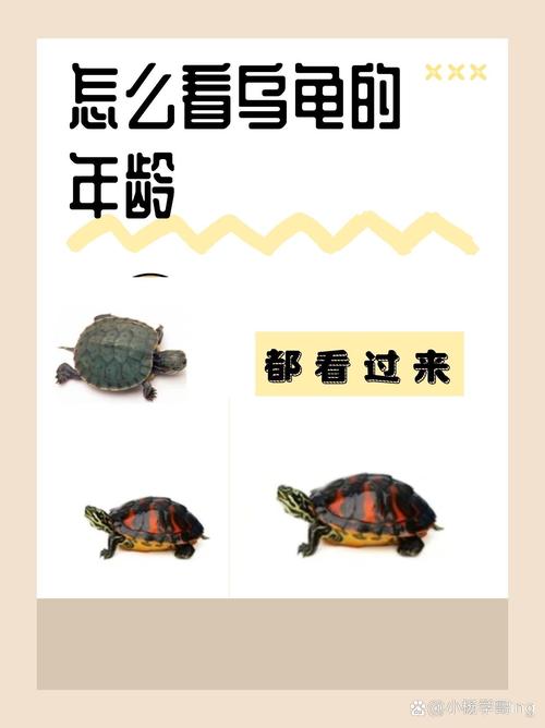 怎么分辨巴西龟的年龄图解?怎样判断巴西龟的年龄