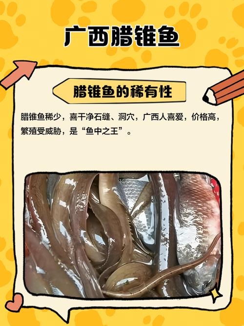 腊锥鱼苗多少钱一条？腊锥鱼怎么做好吃