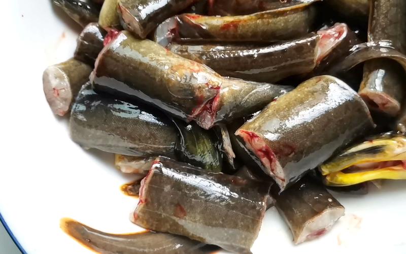 腊锥鱼苗多少钱一条?腊锥鱼怎么做好吃