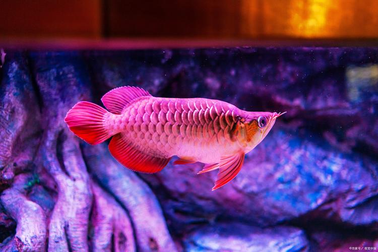 金龙鱼鱼尾裂开怎么回事？金龙鱼鱼尾裂开怎么回事啊