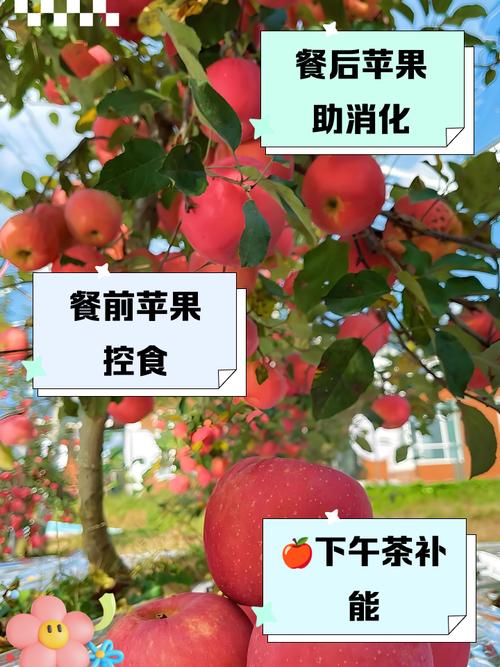请问苹果什么时候吃最合适?苹果什么时候吃最合适减肥