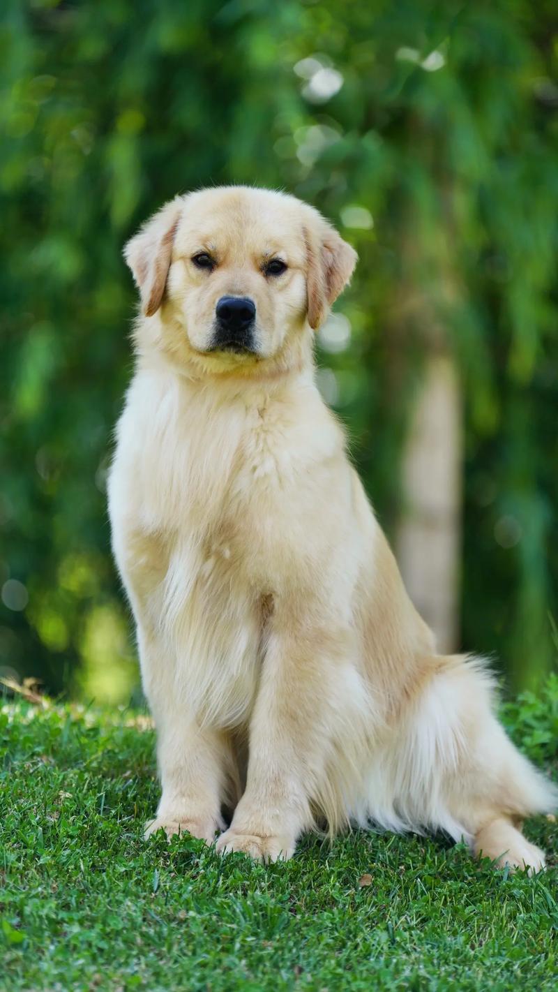 金毛狗属于什么狗？金毛狗是什么品种