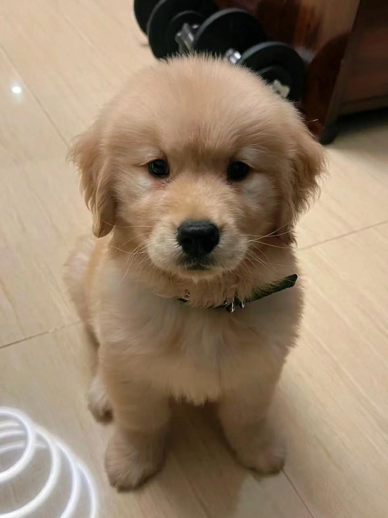 金毛狗属于什么狗?金毛狗是什么品种