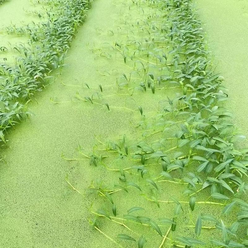 空心菜水上种植技术？农广天地空心菜水上栽培技术