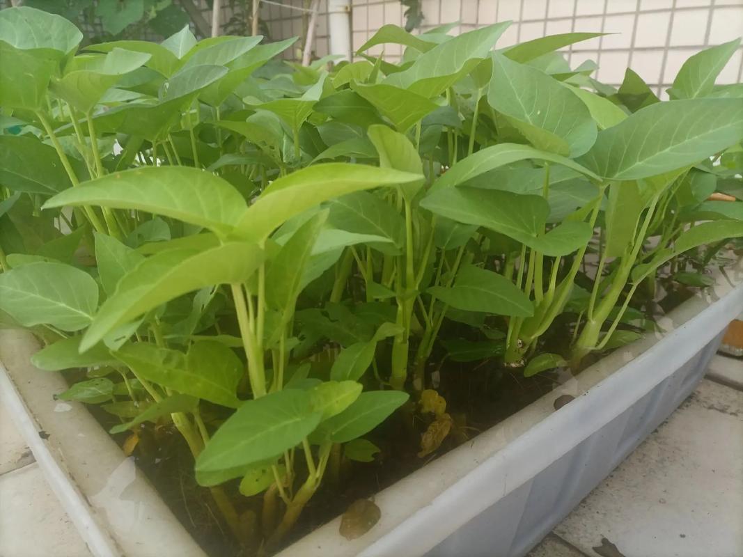 空心菜水上种植技术?农广天地空心菜水上栽培技术