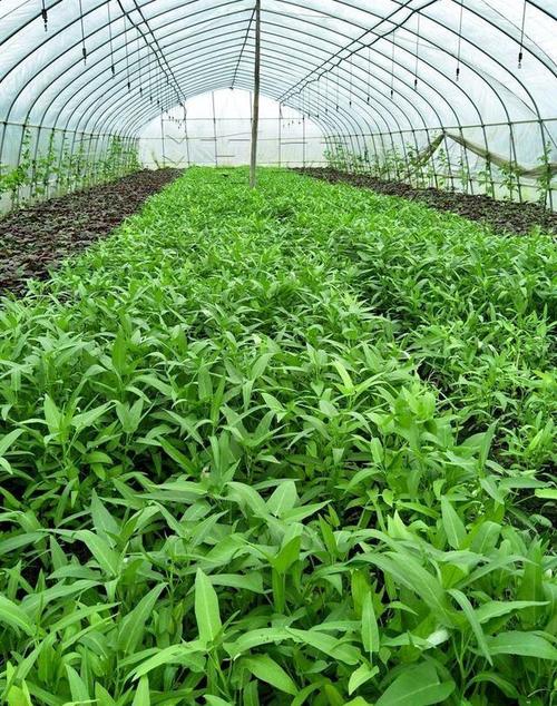 空心菜水上种植技术?农广天地空心菜水上栽培技术