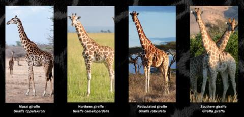 北美长颈鹿变混血 基因不纯失去保护价值：或成“同事”食物(图2)