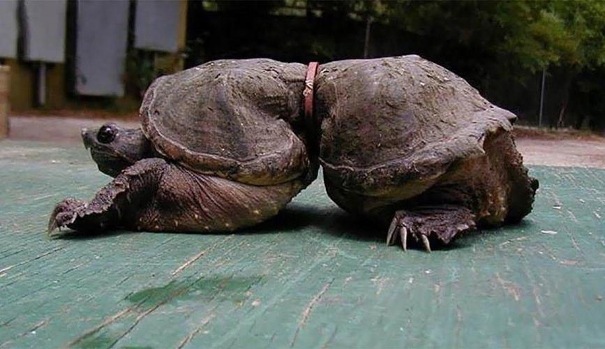 人们伤害小动物的行为?伤害小动物对我们有什么影响?