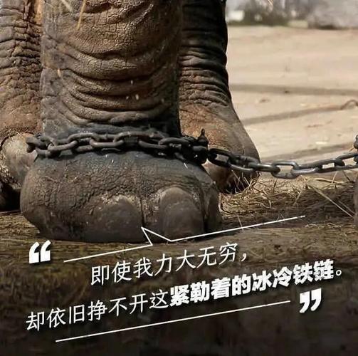 人们伤害小动物的行为?伤害小动物对我们有什么影响?