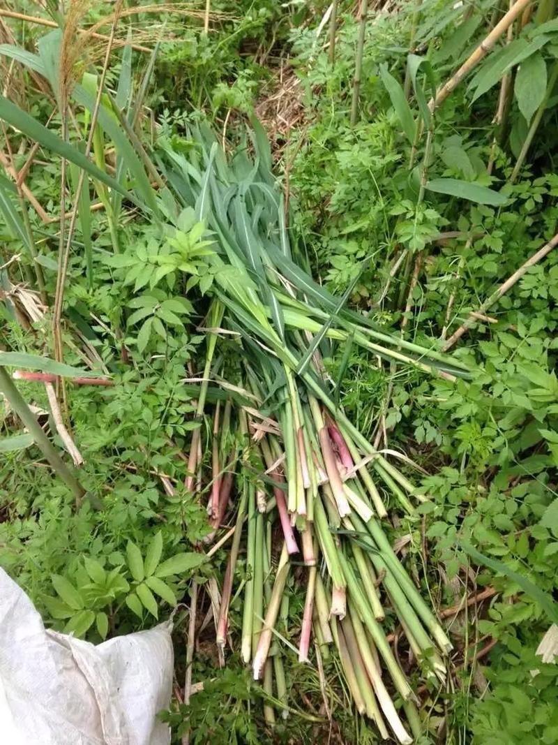 河边的芦苇笋可以吃吗有毒吗?河边的芦苇笋可以吃吗有毒吗图片