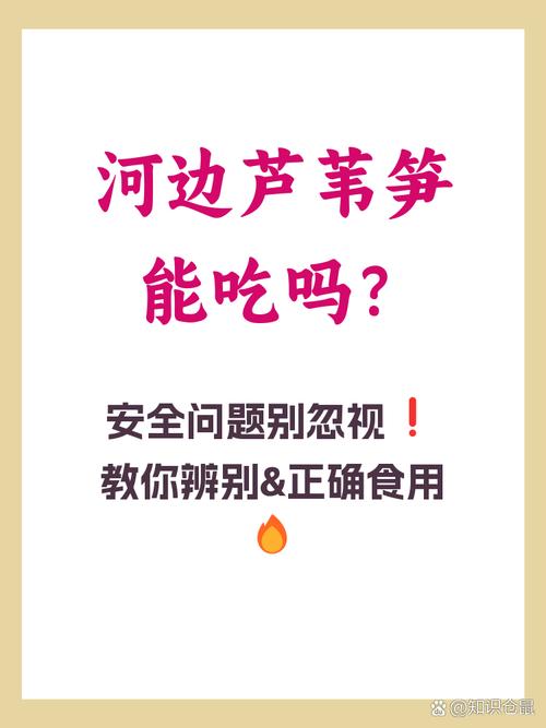 河边的芦苇笋可以吃吗有毒吗?河边的芦苇笋可以吃吗有毒吗图片