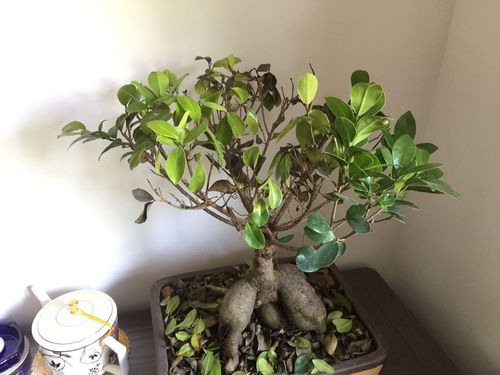 人参榕树掉叶子是什么原因呢？人参榕掉叶子树枝发干