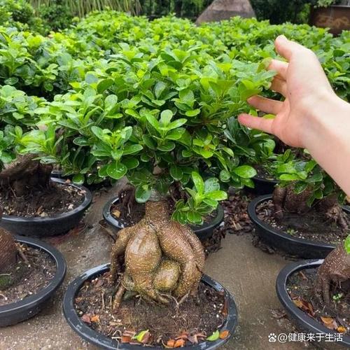 人参榕树掉叶子是什么原因呢?人参榕掉叶子树枝发干