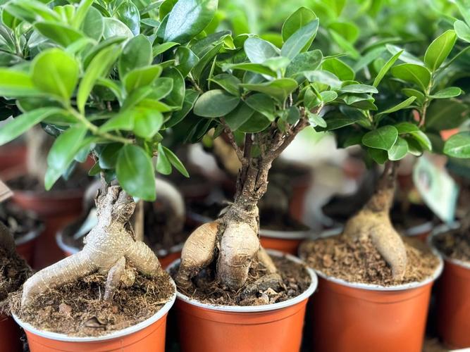 人参榕树掉叶子是什么原因呢?人参榕掉叶子树枝发干