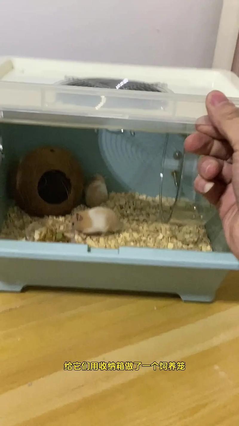 金丝熊的笼子要多大才够用?金丝熊笼子多久换一次