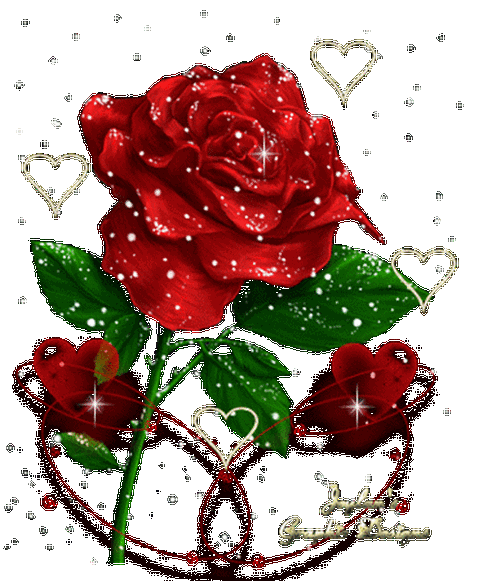 玫瑰花和蝴蝶比美？蝴蝶与玫瑰花图片动图