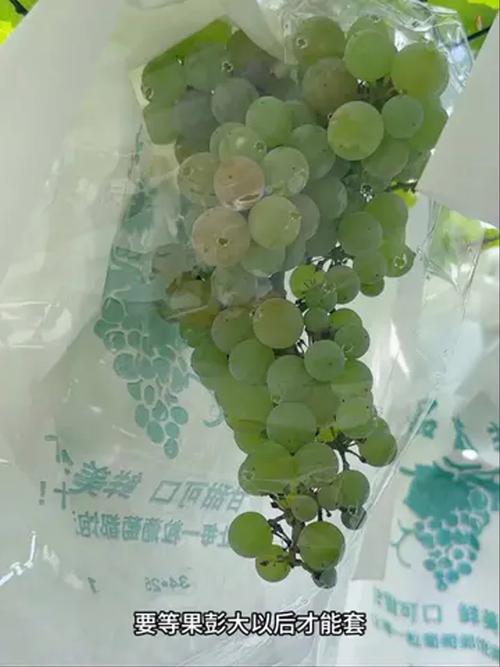 葡萄怎样防止鸟吃？葡萄成熟时怎样防鸟吃