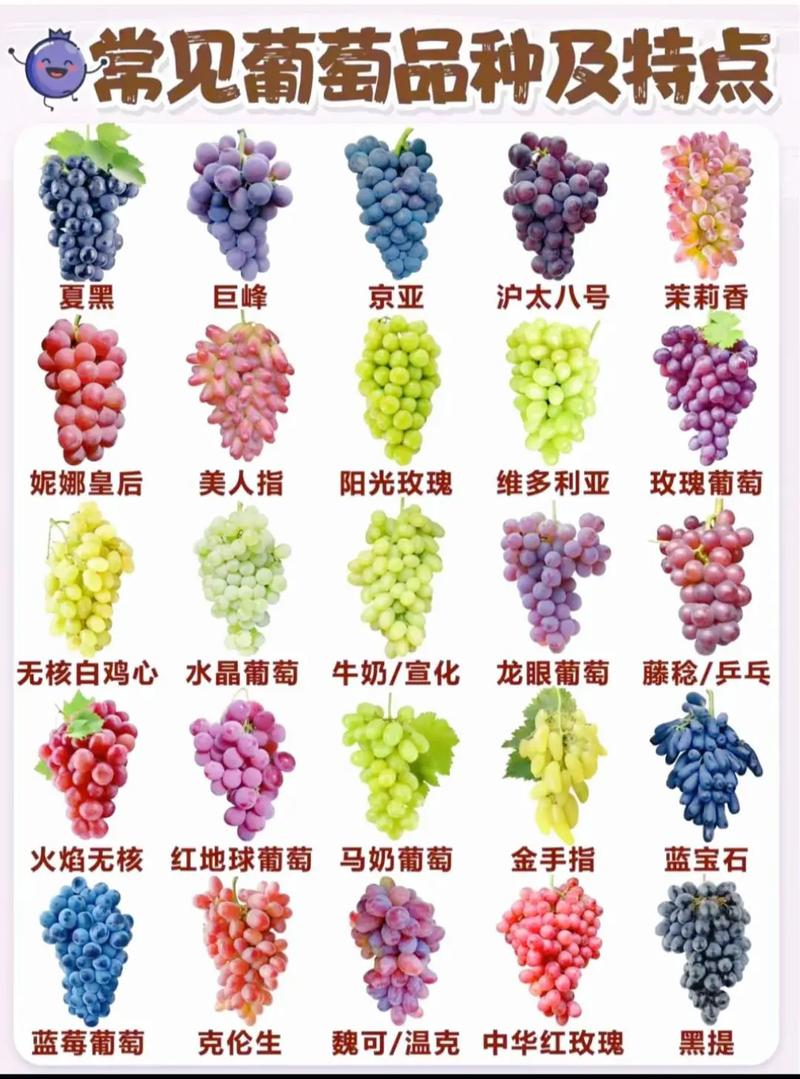 葡萄早熟中熟晚熟的品种都有哪些呀？葡萄早熟优良品种