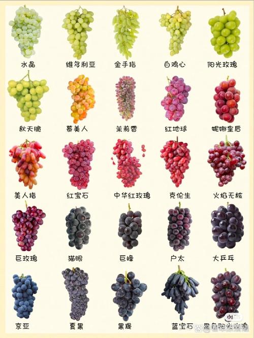 葡萄早熟中熟晚熟的品种都有哪些呀?葡萄早熟优良品种