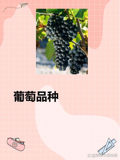 葡萄早熟中熟晚熟的品种都有哪些呀?葡萄早熟优良品种