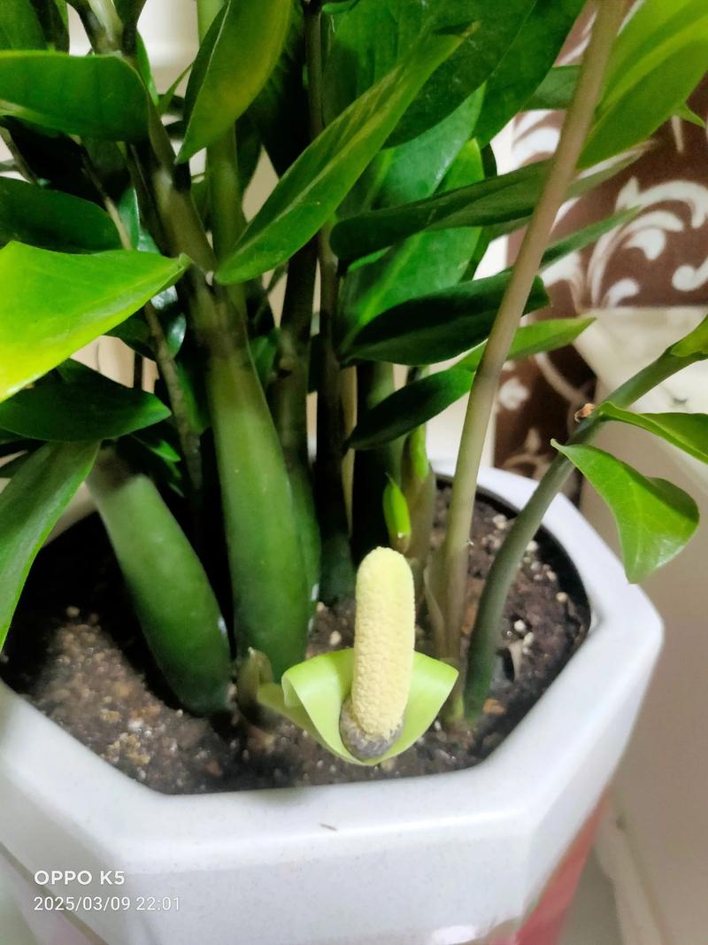 金钱树开花好不好？金钱树如何养护最好