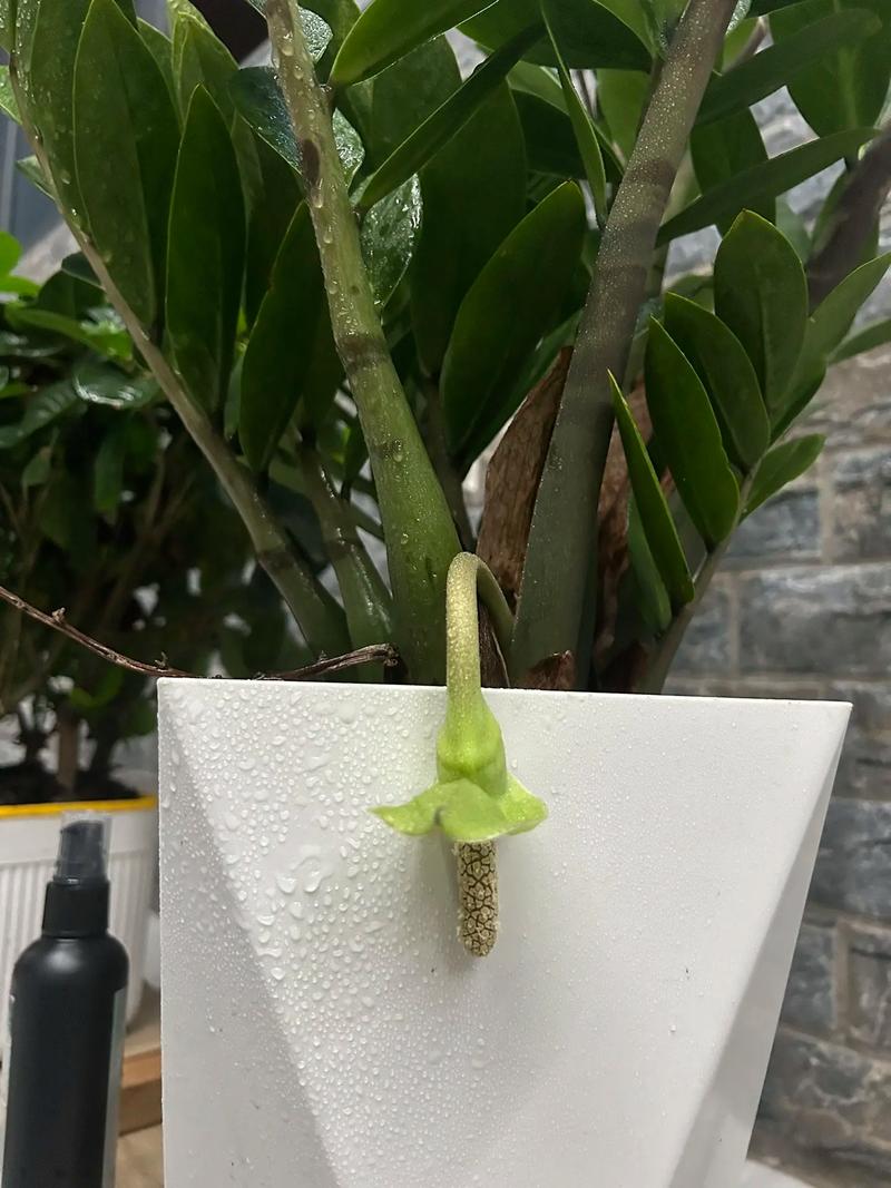 金钱树开花好不好?金钱树如何养护最好