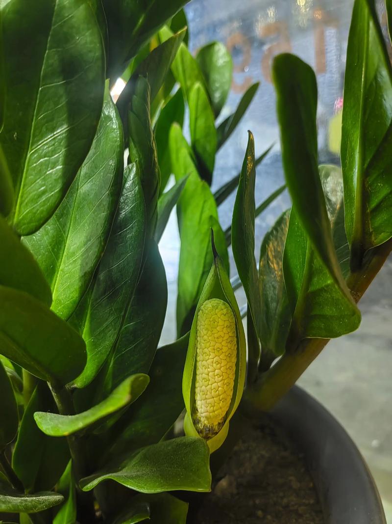 金钱树开花好不好?金钱树如何养护最好