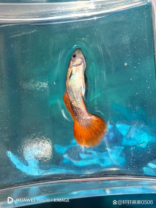 孔雀鱼在高锰酸钾水里会死吗？孔雀鱼生病高锰酸钾泡多长时间