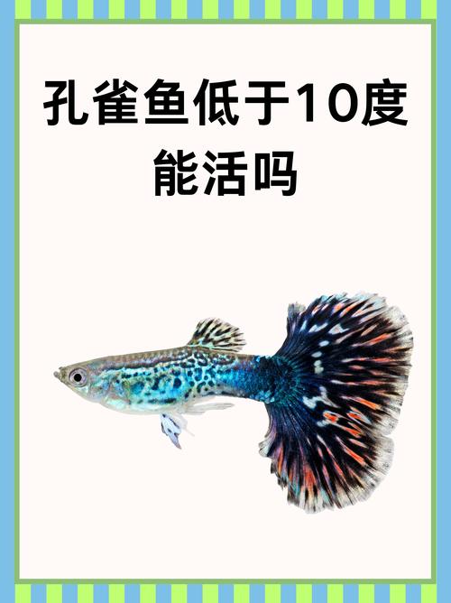 孔雀鱼在高锰酸钾水里会死吗?孔雀鱼生病高锰酸钾泡多长时间