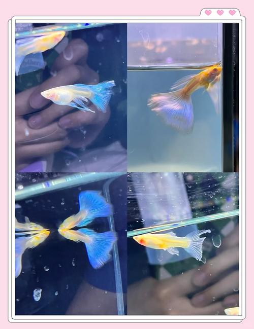 孔雀鱼在高锰酸钾水里会死吗?孔雀鱼生病高锰酸钾泡多长时间