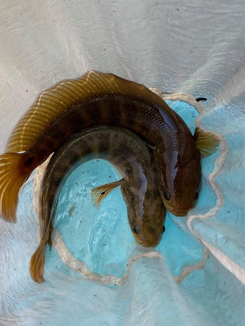 七星鱼的养殖和管理?七星鱼的养殖和管理方法