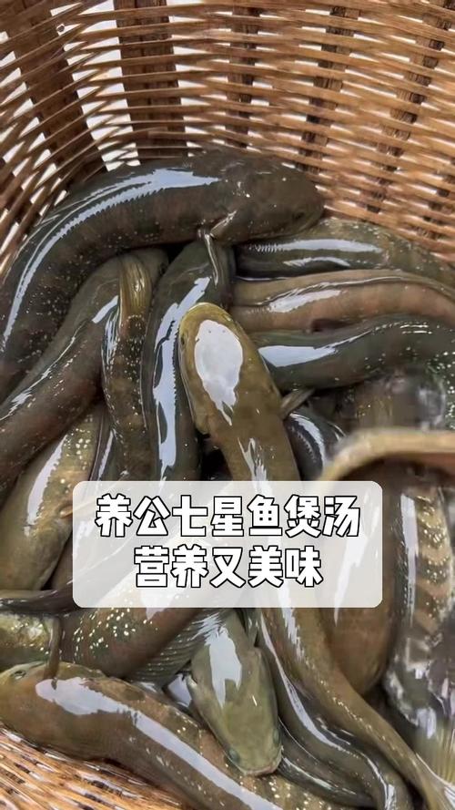 七星鱼的养殖和管理?七星鱼的养殖和管理方法