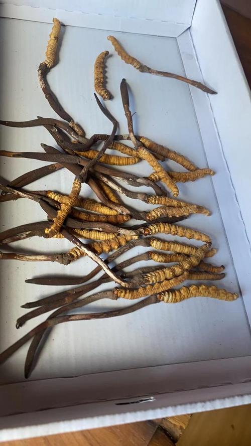 青海玉树海拔多高虫草质量怎么样？青海玉树海拔高吗