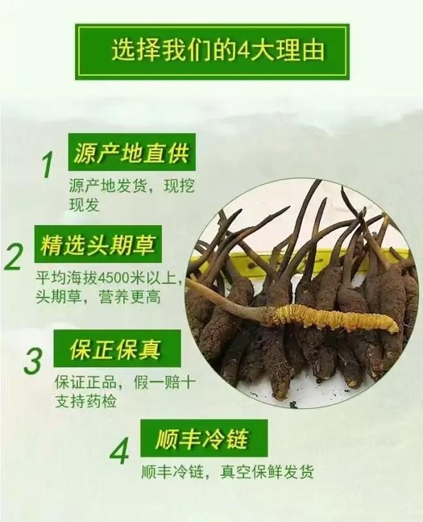 青海玉树海拔多高虫草质量怎么样?青海玉树海拔高吗