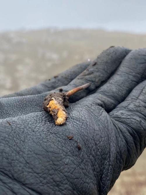 青海玉树海拔多高虫草质量怎么样?青海玉树海拔高吗