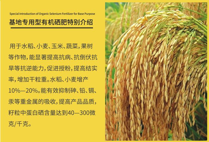 怎样提高水稻品质？如何提高水稻品质